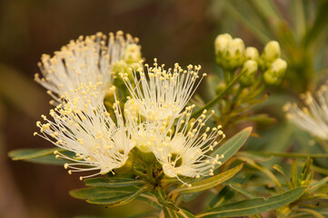 Wall Mural - Sydney Australia, flowers of a Xanthostemon Verticillatus or Little Penda an australian native