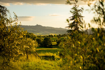 Wall Mural - Spring in the fields of Tuscany in the sunset