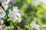 Fototapeta Kwiaty - Beautiful white flowers of an Apple tree on a branch and small green leaves. Raindrops fall on the flowers, which glow in the sun. There is space for text. High quality photo