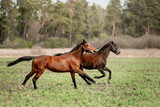 Fototapeta Konie - A beautiful horse is riding freely in the field