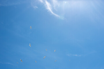 Sunny blue sky with clouds and seagulls