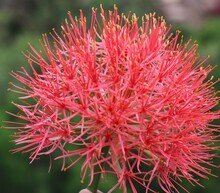 Red Bottlebrush Flower Beautiful Picture