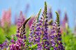 Colorful lupine flowers blooming on a summer mountain meadow. Wildflowers in green grass on blue sky background