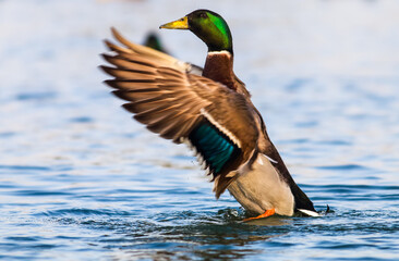 Mallard male duck playing in water