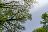 Fototapeta Na sufit - drzewa niebo