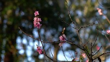 Thin Dark Peach Tree Branches With No Leaves Are Blooming With Pink Flowers With Dark Trees Silhouettes And Blue Sky In Background.
