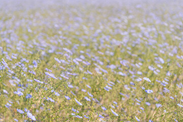 Wall Mural - Pure pale blue flowering flax up close