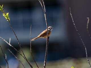 Wall Mural - Meadow Bunting perched in a tree along a path 3