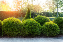 Generic Green Fresh Round Spheric Boxwood Bushes Wall With Warm Summer Sunset Light On Background At Ornamental English Garden At Yard. Early Autumn Green Natural Landscape Park Background