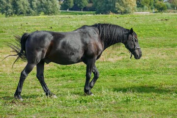 Wall Mural - Schwarzes Pferd trabt über Weide.