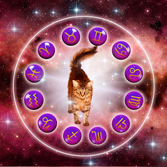 zodiac symbols signs and mystic cat over universe background with stars and rays of light like astro