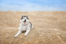 Beautiful Siberian Husky On The Background Of Dunes  In The Desert