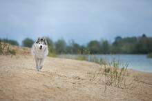 A Beautiful Siberian Husky Runs Along The Lake Shore. On A Blue Sky Background