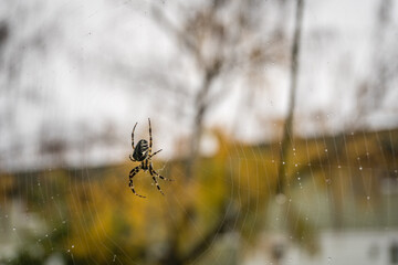 Close-up of spider in web
