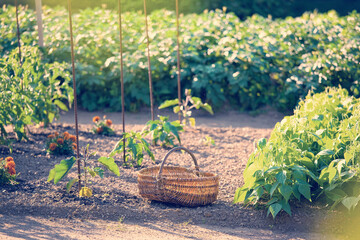 Wall Mural - Panier de légumes dans un potager au soleil.