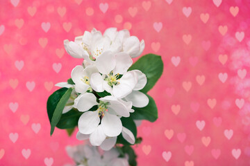 White flowers on a pink background with hearts, Apple tree branch in a springtime close-up