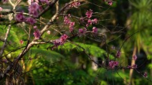 Peach Tree With No Leaves Is Blooming With Pink Flowers With Green Ferns In Background.