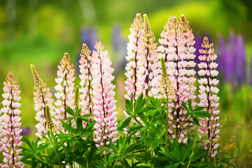 Wall Mural - Lush flowering of pink lupine flowers in the meadow. The mood of a warm summer sunny day in nature.