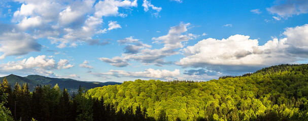 Canvas Print - Carpathians mountain forest