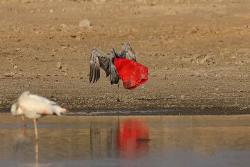 A piece of red cloth carelessly thrown stuck in the right toe of a Demoiselle crane and the crane is struggling to pull it away with its beak due to at the banks of a lake in India in January of 2019