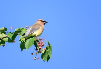 Wall Mural - Cedar waxwing feeding on berries in a tree and blue sky