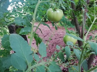 green tomatoes in the garden