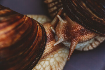 two large Akhatin snails in the studio