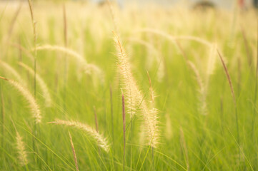 Blurred flowers of African Fountain Grass, Fountain Grass, white Grass swaying along the wind in the ornamental garden with blurry green background in the morning :Nature background. 