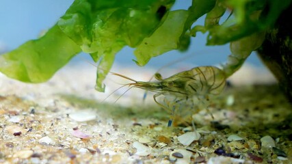 Wall Mural - cute and funny prawn, Palaemon elegans, saltwater rockpool shrimp rest on sand bottom under Ulva algae in Black Sea marine biotope aquarium, invasive alien species with transparent body