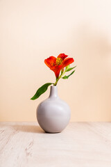 Wall Mural - red Alstroemeria in vase on wooden surface isolated on beige