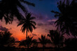 Palmen im Sonnenuntergang