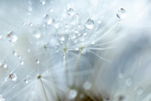 Abstract Macro Photo, White Dandelion With Drops Of Water