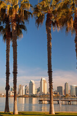 Wall Mural - The San Diego Skyline is framed by palm trees of Coronado Island