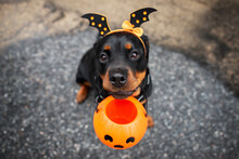 Funny Rottweiler Dog Trick Or Treating