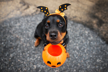 Poster - funny rottweiler dog trick or treating