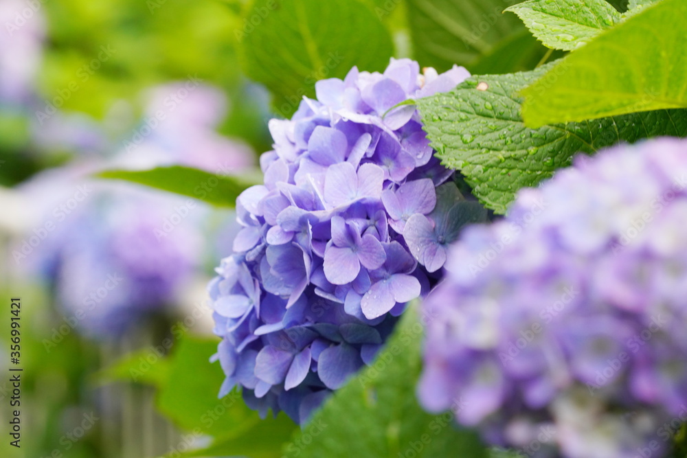 日本の梅雨の風物詩 アジサイの花びらから雨の滴がしたたる Las Plakaty Ecowall24 Pl