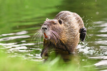 Semiaquatic Rodent Called 'Myocastor Coypus', Commonly Known As 'Nutria', Scratching Itself In River. Nutria Are An Invasive Species In Europe Originating From South America.