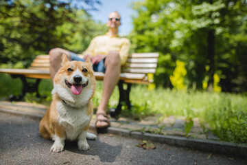 Wall Mural - A welsh corgi pembroke dog happy and sitting in a park, owner young male sitting on a bench, lovely sunny weather