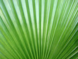 © Rawich Liwlucksaneey - Background of palm leaf texture