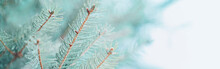 Beautiful Natural Spring Tree Background. Light Teal Green Pine Tree Branches With Small Buds Of Brown Pine Cones. Seasonal Forest Nature Backdrop Wallpaper. Banner Header For A Website.