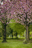 Fototapeta Przestrzenne - Pink flowers blooming on trees in the tree garden
