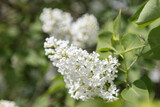 Fototapeta Pomosty - Blooming, white lilac on a sunny day. Close-up