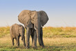© Claude Huot - Female elephant (Loxodonta africana) with calf covered with dry mud on the Chobe river bank in Namibia.