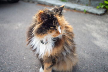 Lazy kitty cat sitting outside on the street outside her home. Ginger, black and white colors of fur.