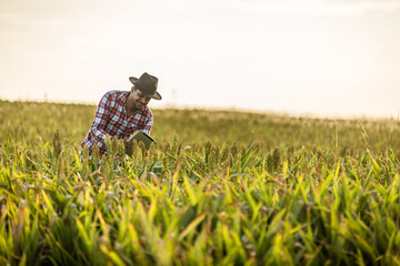 Agronomist holds tablet touch pad computer in the corn field and examining crops before harvesting. Agribusiness concept. Brazilian farm.