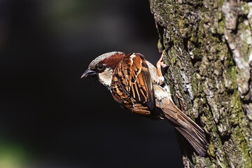 Sparrow on a branch