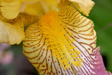 Yellow Beard Iris 02