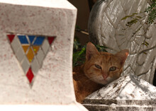 Cat Resting On Stupa Grave Roof Tops In The Shade During Hot Weather In Southeast Asia