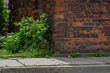 © DDFoTo - Czerniawsky - nature will take care of itself, ecology, greenery, plants, brick, fight