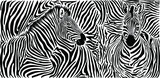 Fototapeta Konie - Zebra skin pattern with two heads